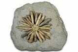 Jurassic Club Urchin (Asterocidaris) - Boulemane, Morocco #366916-1